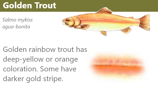 Golden rainbow trout has deep yellow or orange coloration. Some have darker gold stripe. Press ESC to close the dialog